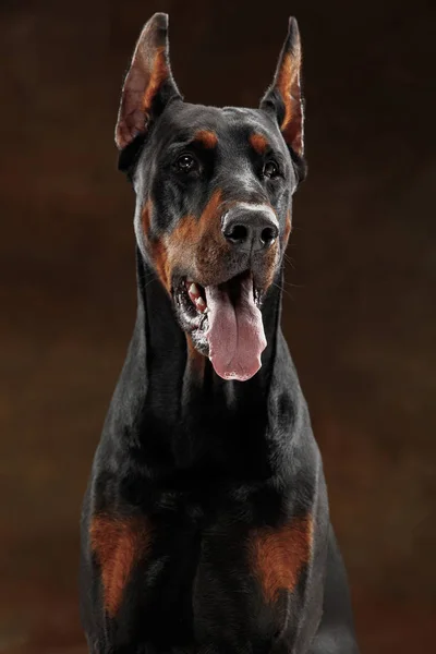 Doberman Pinscher, cão emocional no fundo do estúdio — Fotografia de Stock