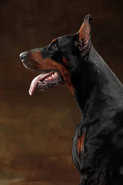 Doberman Pinscher, perro emocional en el fondo del estudio — Foto de Stock