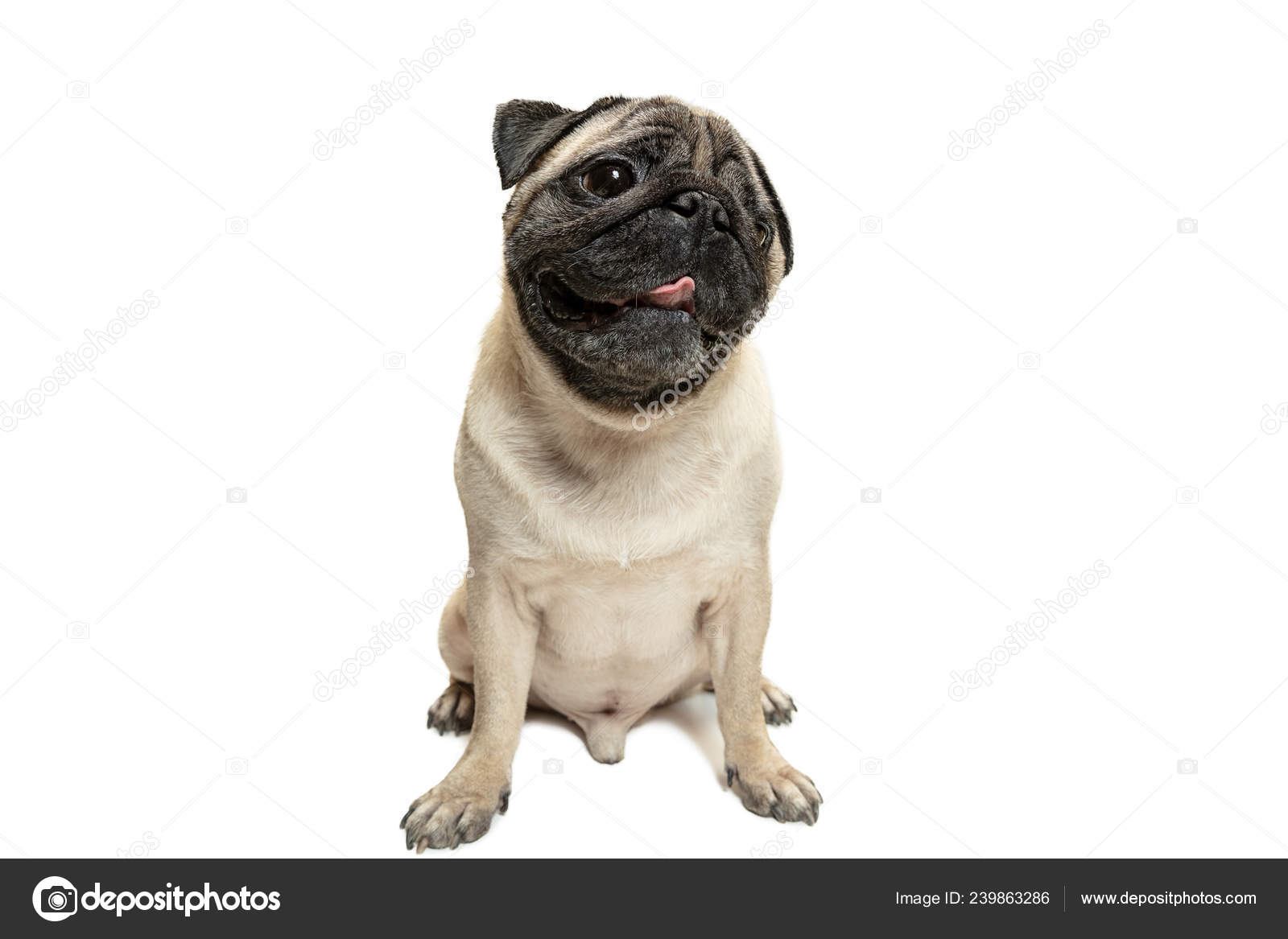 可爱的宠物狗小狗品种坐着和微笑与幸福的感觉——图库图片© vova130555@gmail.com #239863286