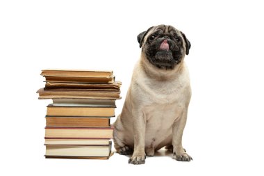 Beyaz arka plan üzerinde kitap yığınları arasında oturarak akıllı akıllı pug köpek yavrusu