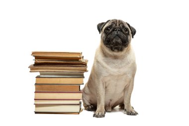Beyaz arka plan üzerinde kitap yığınları arasında oturarak akıllı akıllı pug köpek yavrusu