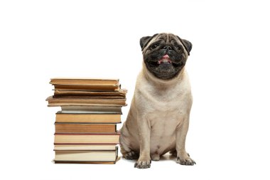 Beyaz arka plan üzerinde kitap yığınları arasında oturarak akıllı akıllı pug köpek yavrusu