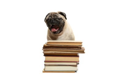 Beyaz arka plan üzerinde kitap yığınları arasında oturarak akıllı akıllı pug köpek yavrusu