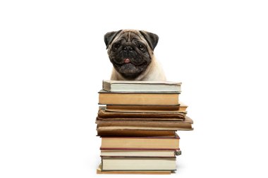 Beyaz arka plan üzerinde kitap yığınları arasında oturarak akıllı akıllı pug köpek yavrusu