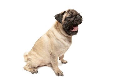 Sevimli evcil köpek doğurmak oturan pug ve duygu mutluluktan gülümse