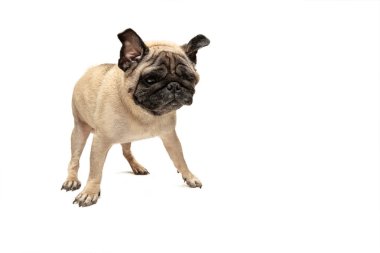 Sevimli evcil köpek doğurmak oturan pug ve duygu mutluluktan gülümse