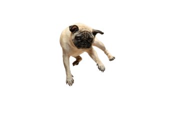 Sevimli evcil köpek pug doğurmak mutluluk hissi ile atlama