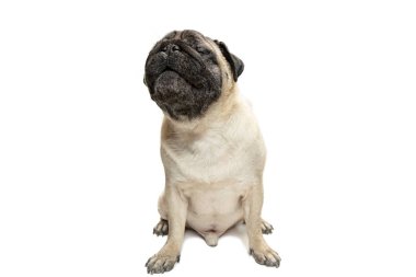 Sevimli evcil köpek doğurmak oturan pug ve duygu mutluluktan gülümse