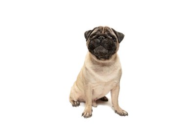 Sevimli evcil köpek doğurmak oturan pug ve duygu mutluluktan gülümse