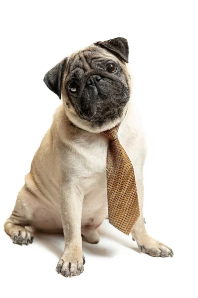 Schattig huisdier hond ras zitten pug en glimlach met geluk gevoel — Stockfoto