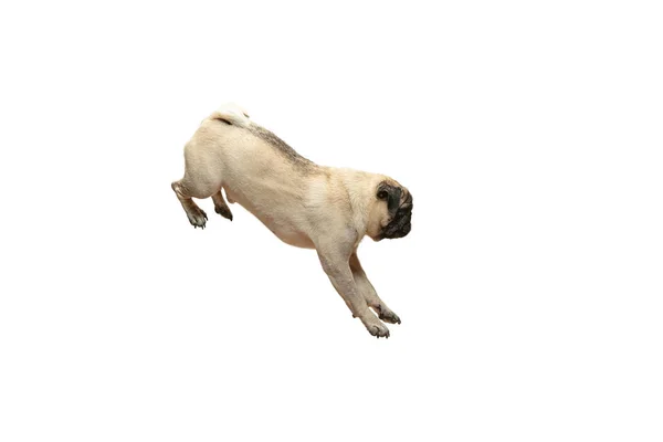 Милая собачка-мопс, прыгающая от счастья — стоковое фото