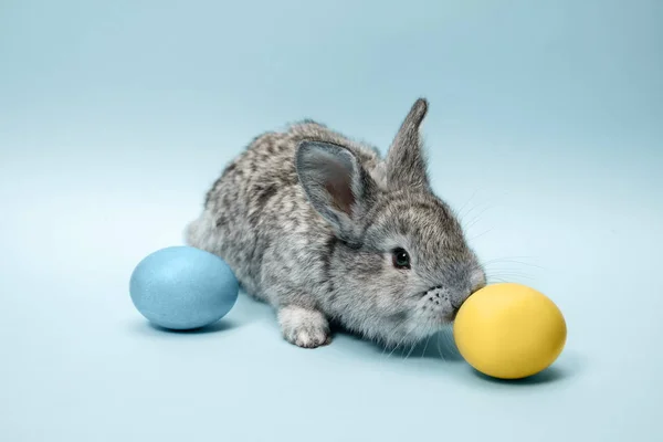 Lapin de Pâques avec des œufs peints sur fond bleu. Concept vacances de Pâques . — Photo