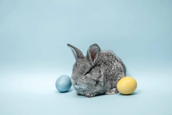 Lapin de Pâques avec des œufs peints sur fond bleu. Concept vacances de Pâques . — Photo