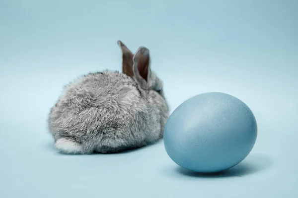 Conejo de Pascua con huevo pintado sobre fondo azul. Concepto de vacaciones de Pascua . —  Fotos de Stock