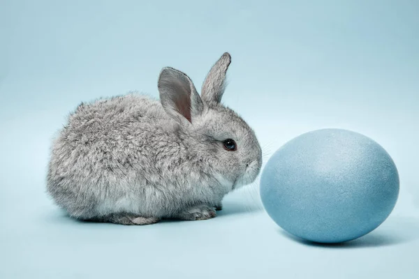 Lapin de Pâques avec oeuf peint sur fond bleu. Concept vacances de Pâques . — Photo