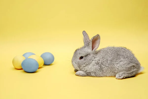 Conejo de Pascua con huevos pintados sobre fondo amarillo. Concepto de vacaciones de Pascua . —  Fotos de Stock