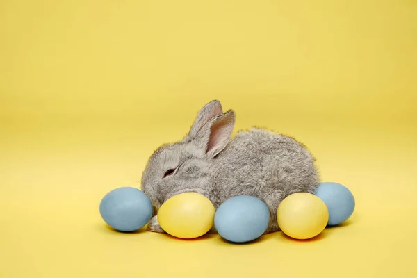 Lapin de Pâques avec des œufs peints sur fond jaune. Concept vacances de Pâques . — Photo