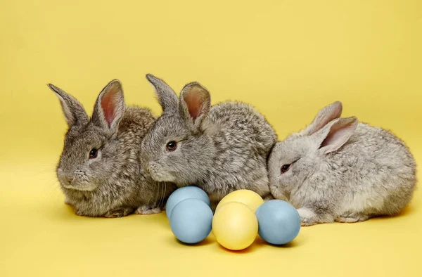 Conejo de Pascua con huevos pintados sobre fondo amarillo. Concepto de vacaciones de Pascua . —  Fotos de Stock