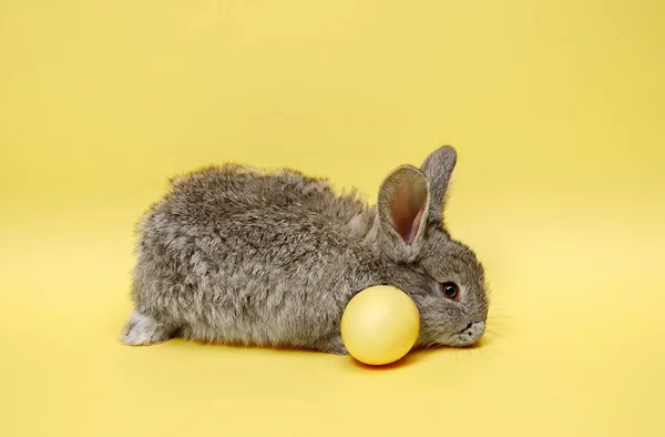 背景が黄色に塗られた卵をイースターのウサギ。イースター休暇の概念. — ストック写真