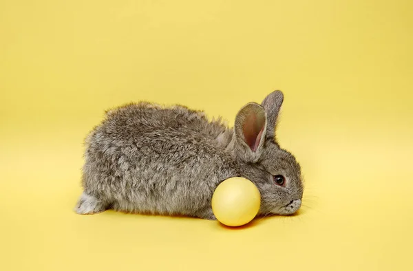 Lapin de Pâques avec oeuf peint sur fond jaune. Concept vacances de Pâques . — Photo