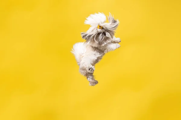 Sevimli Shih Tzu sarı arka planda oturuyor. Shih Tzu krizantem köpek — Stok fotoğraf