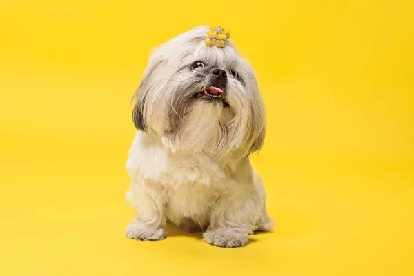 Cute shih tzu è seduto sullo sfondo giallo. Shih Tzu il cane crisantemo — Foto Stock