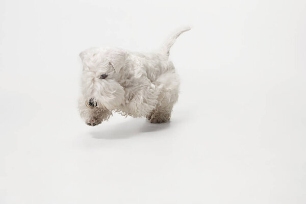 West Highland White Terrier sitting against white background