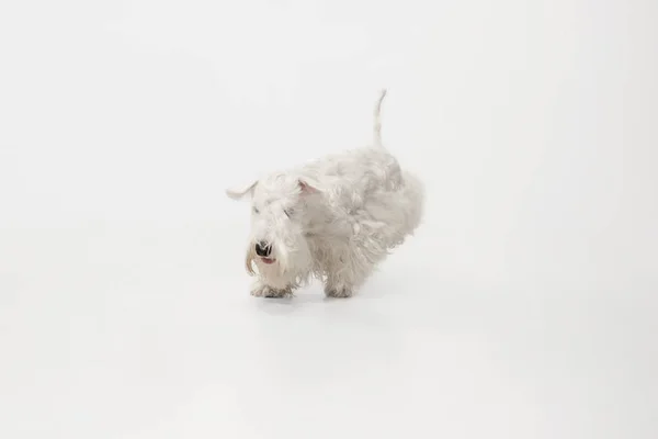 Δυτικά Highland λευκού σκύλου κάθεται σε λευκό φόντο — Φωτογραφία Αρχείου