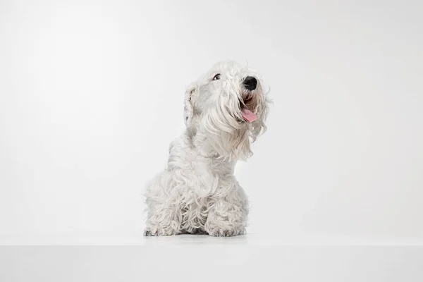 West Highland White Terrier sitting against white background — Stock Photo, Image