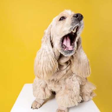 Amerikan spaniel oynarken stüdyo çekimi