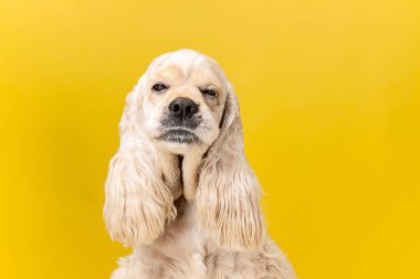 Amerikan spaniel oynarken stüdyo çekimi
