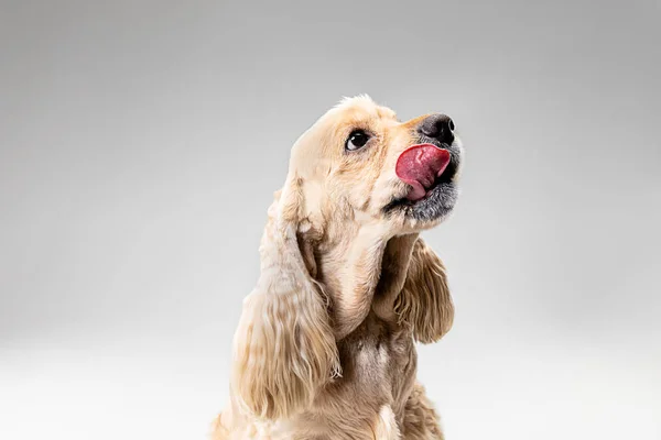 Studio shot of american spaniel playing — Stock Photo, Image