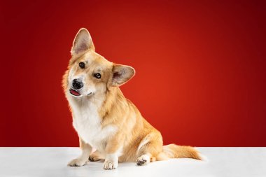 Galce corgi pembroke oynarken Stüdyo çekim