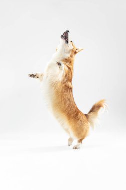 Galce corgi pembroke oynarken Stüdyo çekim