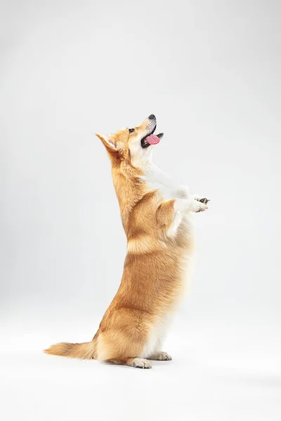 Studio shot of welsh corgi pembroke playing — Stock Photo, Image