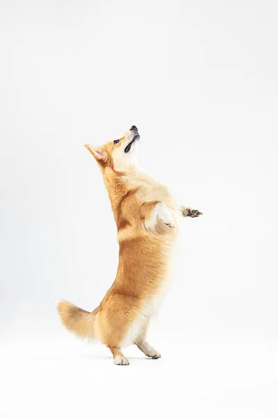 Studio strzał z Welsh Corgi Pembroke playing — Zdjęcie stockowe