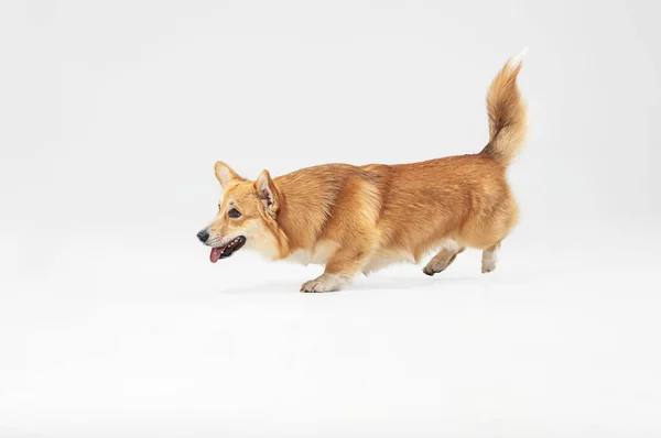 Estúdio tiro de galês corgi pembroke jogando — Fotografia de Stock