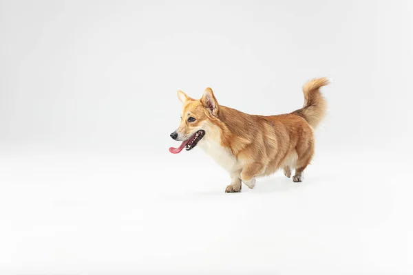 Studio shot di gallese corgi pembroke giocare — Foto Stock