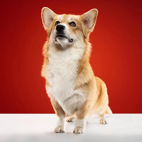 Studio shot of welsh corgi pembroke playing — Stock Photo, Image