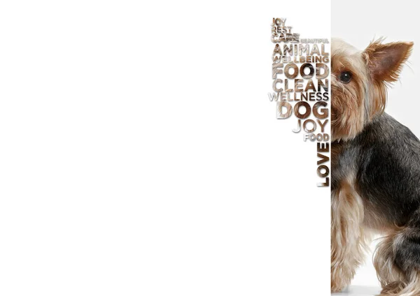 Retrato de rosto de cão de beleza — Fotografia de Stock