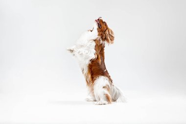 Spaniel beyaz arka planda oynuyor