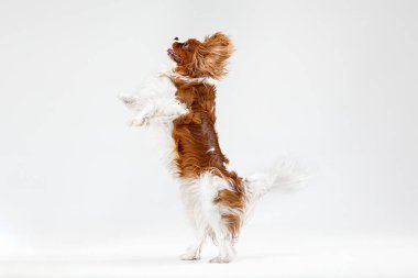 Spaniel beyaz arka planda oynuyor