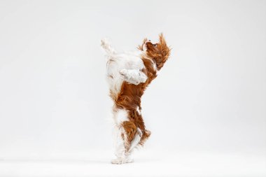 Spaniel beyaz arka planda oynuyor