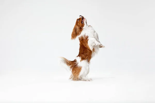 Spaniel spielt auf weißem Hintergrund — Stockfoto