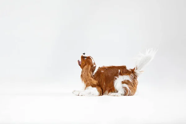 Spaniel beyaz arka planda oynuyor — Stok fotoğraf