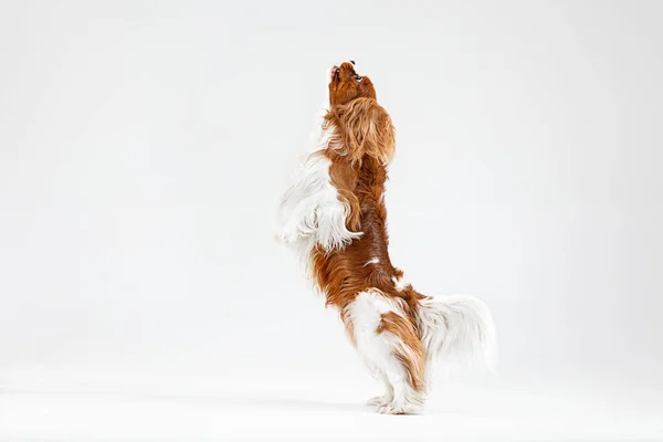 Spaniel está jugando en el fondo blanco — Foto de Stock