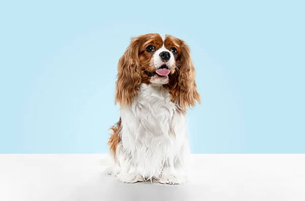 Spaniel is sitting on the blue background — Stock Photo, Image