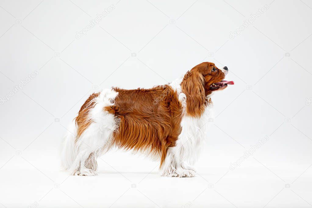 Spaniel is playing on the white background