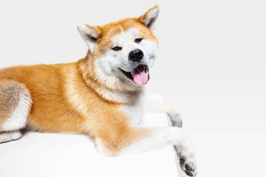 Akita-Inu köpek stüdyo çekim beyaz stüdyo arka plan izole