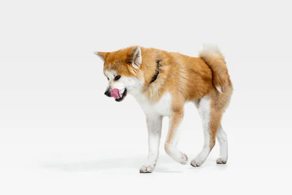 Studio Shot av Akita-Inu dog isolerad på vit Studio bakgrund — Stockfoto